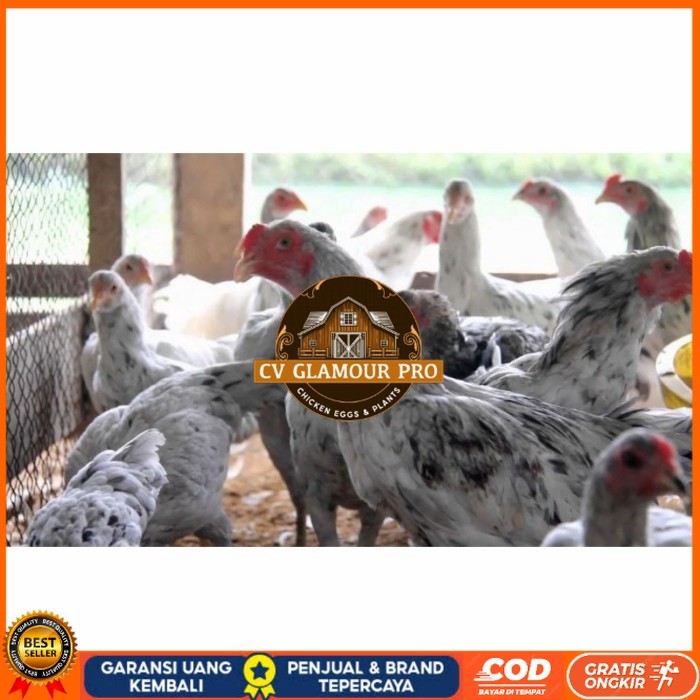 

Telur ayam fertil asli sensi petelur handal siap ditetaskan - ayam sensi CV GLAMOUR PRO