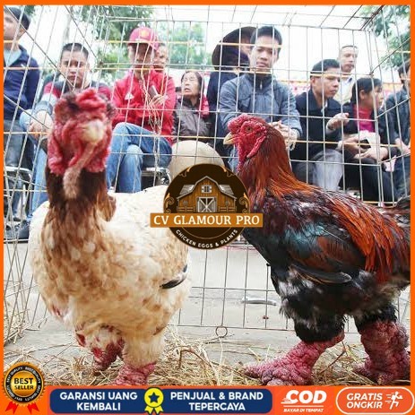 

Telur ayam dong tao / telur ayam hias / telur fertil siap tetas CV GLAMOUR PRO