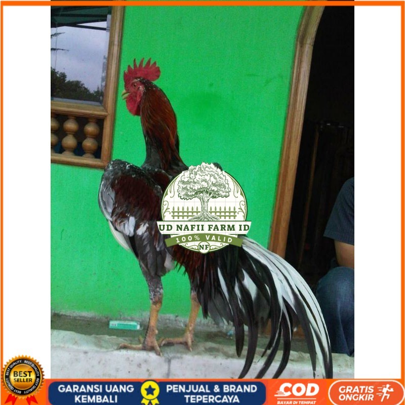 

TELUR AYAM BIRMA JOPER / AYAM BIRMA X RAS JAWA SUPER BESAR UNTUK DI TETASKAN UD NAFII FARM ID