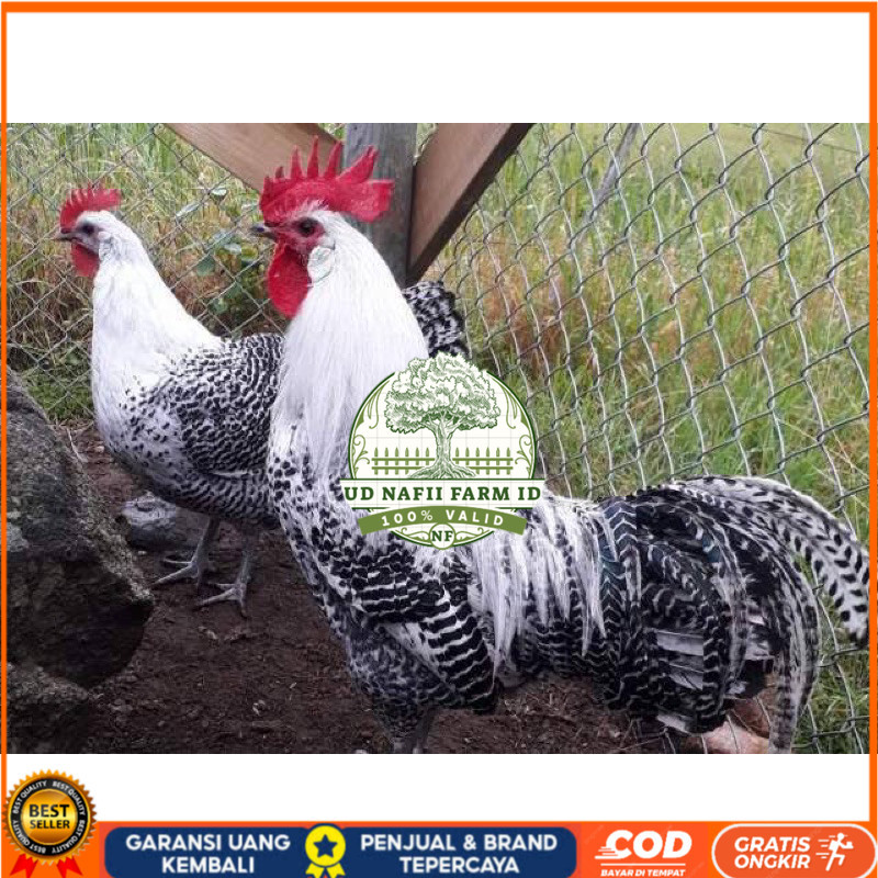 

TELUR FERTIL AYAM ARAB PETELUR HANDAL INDUKAN TERSELEKSI UNTUK DI TETASKAN UD NAFII FARM ID