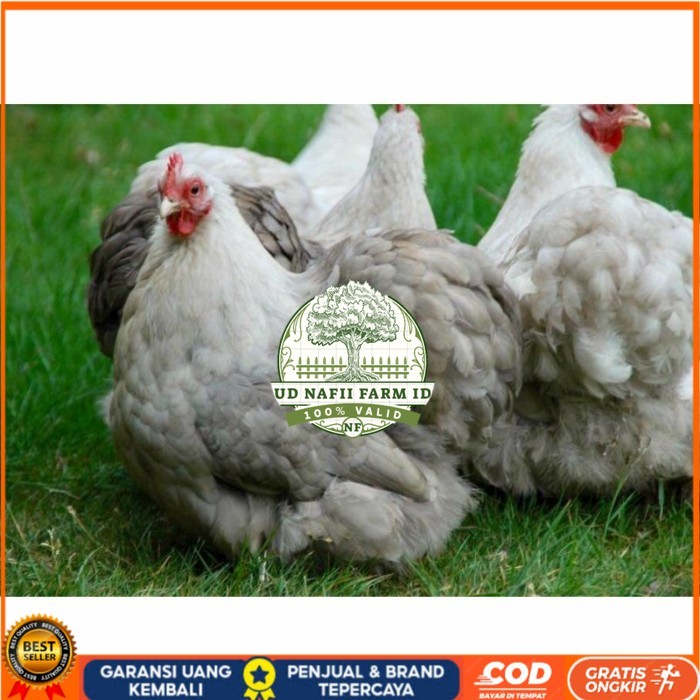 

Telur ayam hias bantam chocin fertil siap ditetaskan - bantam chocin UD NAFII FARM ID