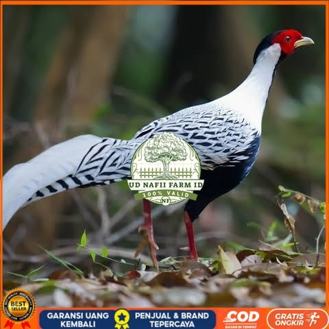 

Telur ayam hias ringneck silver pheasant fertil asli UD NAFII FARM ID
