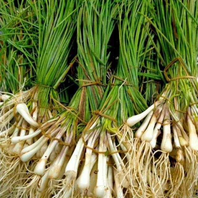 

AZ Bawang Batak 500GR LOKIO BAWANG BATAK SEGAR TERBAIK Terbaik Terlaris Termurah Premium