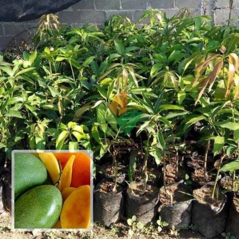 BIBIT / POHON MANGGA MANALAGI CEPAT BERBUAH