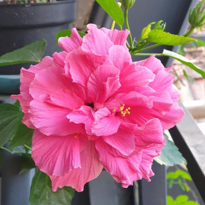 tanaman kembang sepatu tumpuk merah