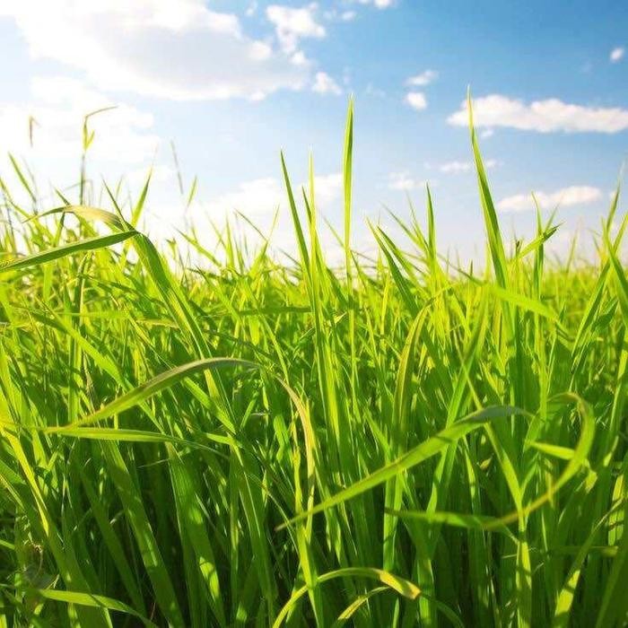 1 KILO Benih Rumput Brachiaria Signal grass Decumben Humidicola /rumput pakan ternak SAPI KAMBING KE