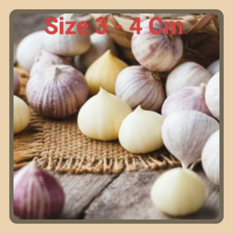 

Bawang Putih Tunggal 1 Kg JUMBO - Bawang Lanang - Bawang Putih Lanang