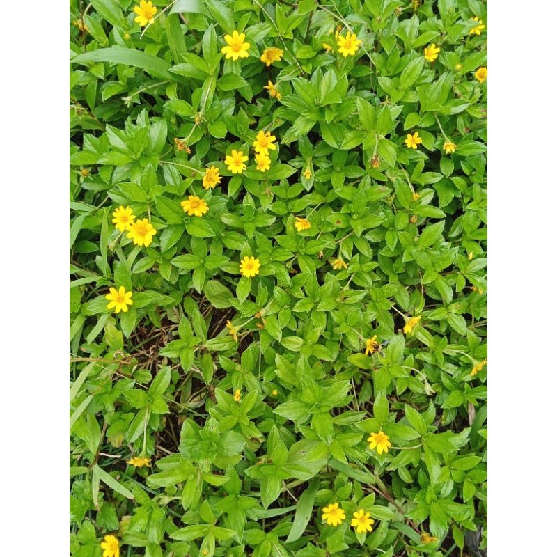 

new.. daun jalar/daun seruni herbal berkualitas tinggi 250 gram