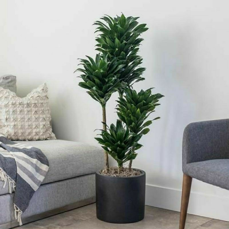 TANAMAN HIAS DRACENA HIJAU - TANAMAN KEMOCENG HIJAU - DRACENA