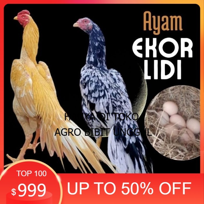 

telur ayam ekor lidi asli original bisa untuk di tetaskan fresh agro.bibit.unggul