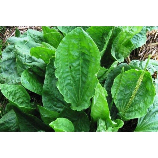 

DAUN SENDOK / KI URAT SEGAR HERBAL "Kreatif store