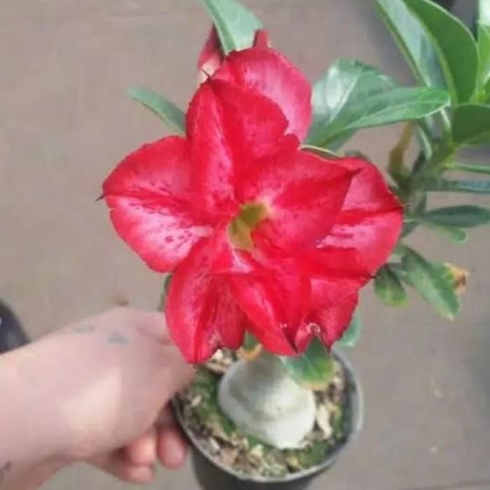 Bibit BIBIT ADENIUM KAMBOJA JEPANG BUNGA TUMPUK MERAH