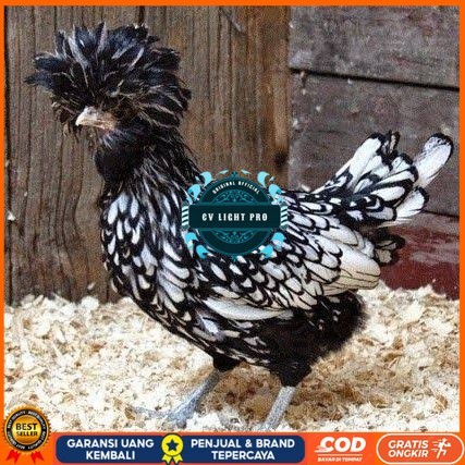 

telur ayam poland hias fertil asli siap ditetaskan - ayam polan CV LIGHT PRO