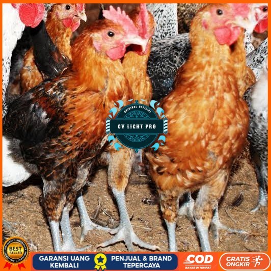 

Telur ayam elba petelur handal fertil asli siap ditetaskan - telur-ayam-elba CV LIGHT PRO