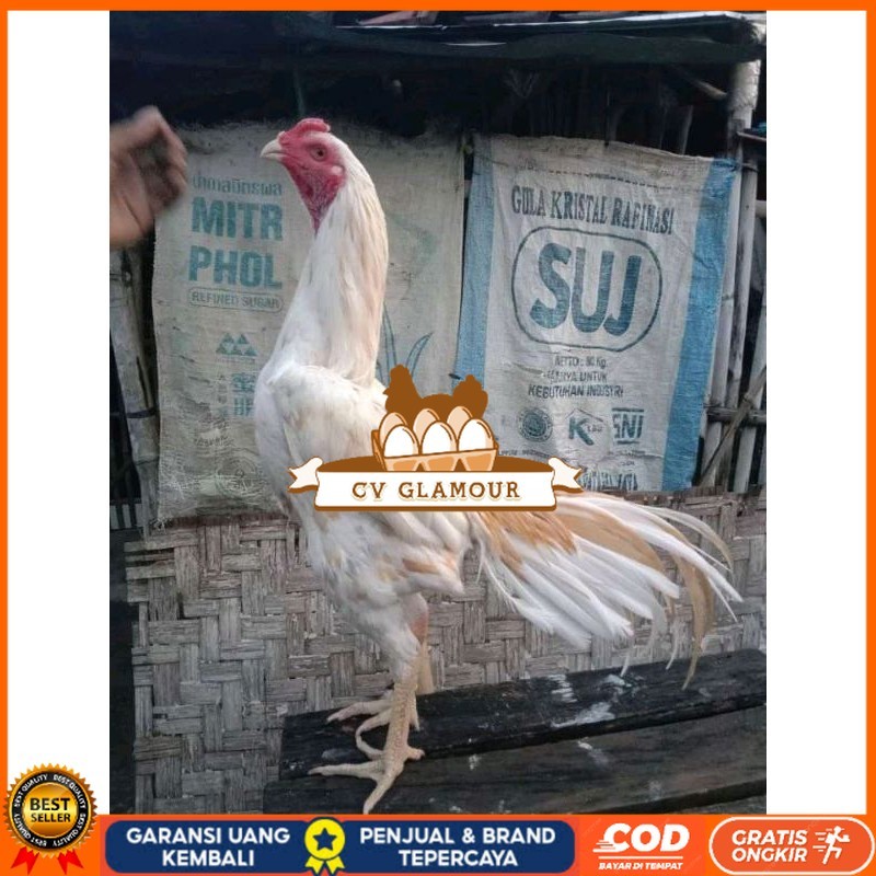 

TELUR FERTIL PLUCKER PAKOY ISTIMEWA CV GLAMOUR