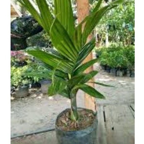 Bibit Unggul Pohon Pinang Hibrida Tinggi 30+40cm