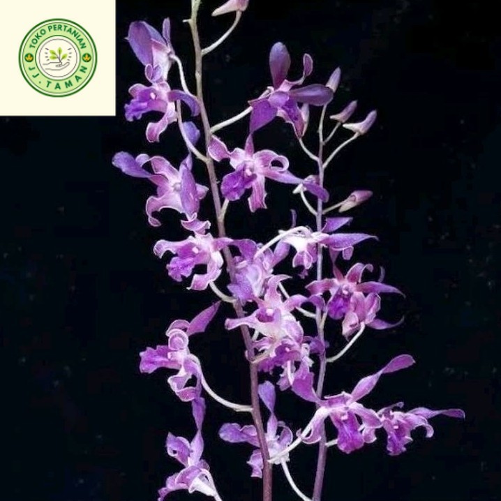 (PROMO BISA COD) Anggrek Dendrobium Kriting / Kritingan - ID Blue Twist / ID Mesangnil