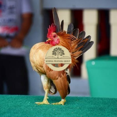 

Telur ayam serama kate lokal telur ayam hias telur fertil siap kirim KURNIA PRATAMA GROUP