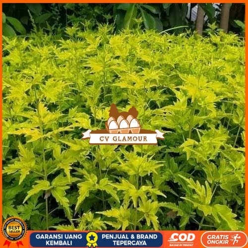 Bibit Cendana Bali Asli | Bibit Pohon Cendana Bali Wangi | Bibit Tanaman Cendana Bali Bibit Tanaman 