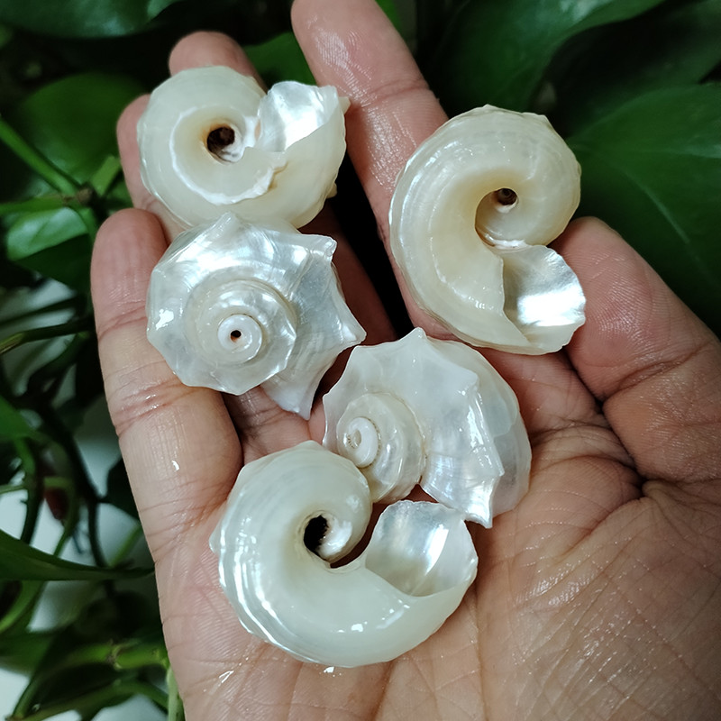 

5 PC Polished Luminous Shells Real White Round Seahorse Conch Seashell For Beach Wedding Decor DIY Jewelry Making Kit Specimen
