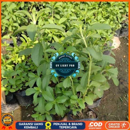 Dapat 5 Bibit Stevia Pengganti Gula | Bibit Daun Manis Stevia Bibit Tanaman Super Unggul CV LIGHT PR
