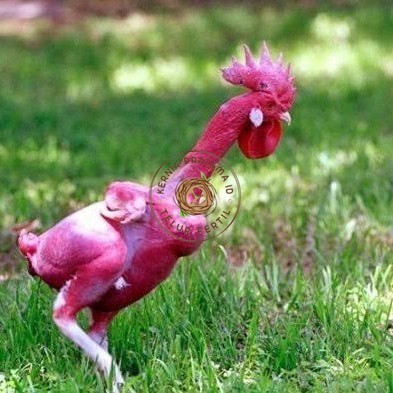 

Telur ayam tanpa bulu / ayam gundul fertil siap ditetaskan - ayam tanpa bulu KURNIA PRATAMA ID