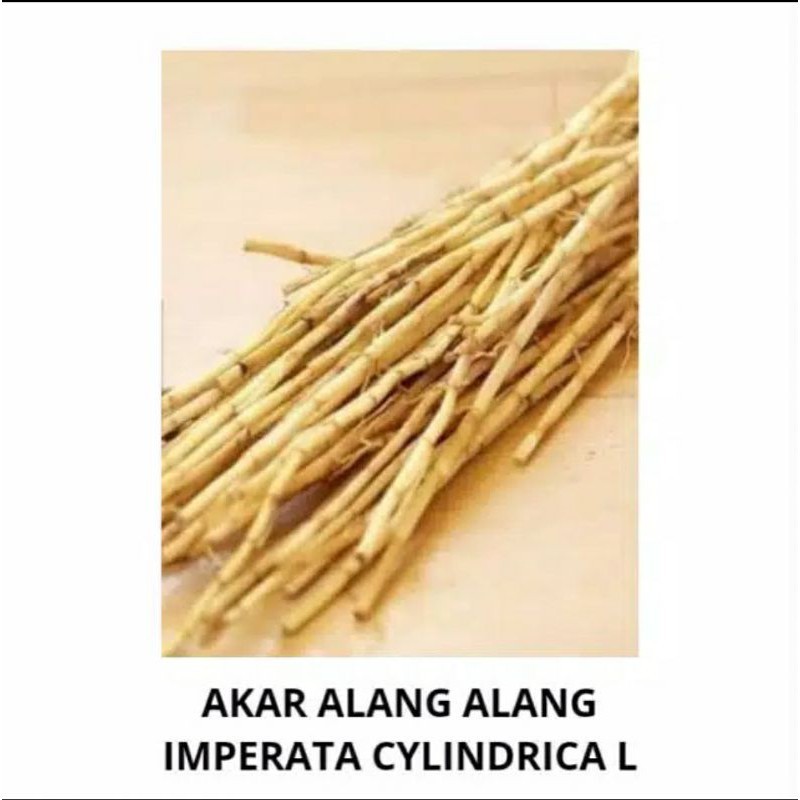 

Akar Alang Alang Kering 100Gram