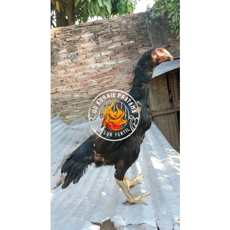 

Telur Shamo X BK clasik terlaris UD KURNIA PRATAMA