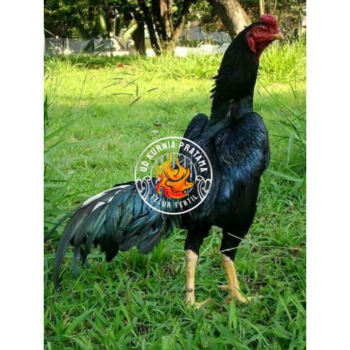 

Telur ayam bangkok shamo jepang / ayam petarung aduan siap ditetaskan UD KURNIA PRATAMA
