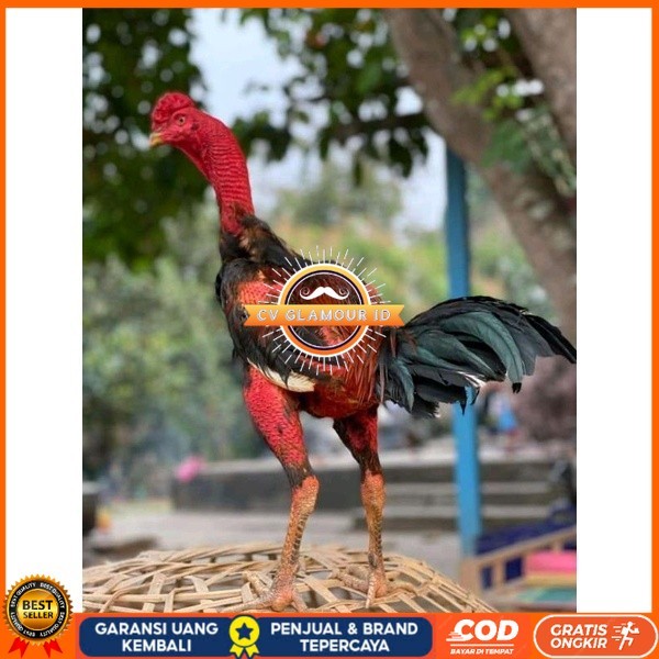 

telur Ayam Ganoi Telur fertil (terlaris) original berkualitas CV GLAMOUR ID