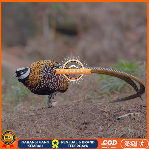 

Telur ayam hias ringneck reeves pheasant fertil asli CV GLAMOUR ID