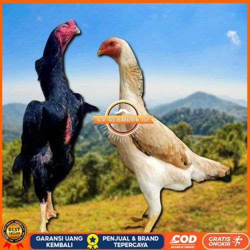 

telur ayam shamo japan original CV GLAMOUR ID
