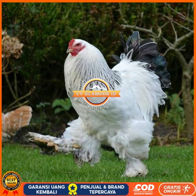 

TELUR AYAM HIAS BRAHMA COLOMBIA BIG JUMBO UNTUK DI TETASKAN CV GLAMOUR ID