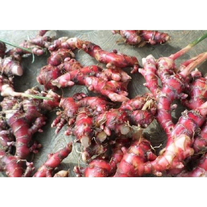 OHI Jahe Merah 1kg | Jahe Merah Asli | Jahe Merah Organi Fresh