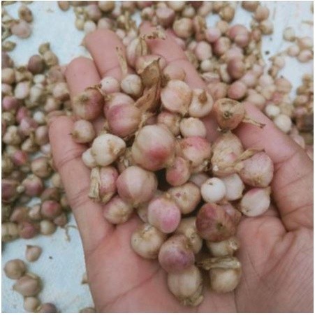 

OHI KAPULAGA SEGAR 100GR FRESS LANGSUNG PETIK REMPAH BUMBU BUMBU DAPUR BUMBU REMPAH