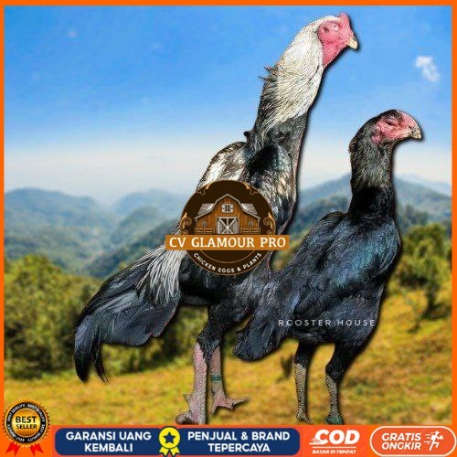 

telur tetas ayam shamo tarung valid super garansi CV GLAMOUR PRO