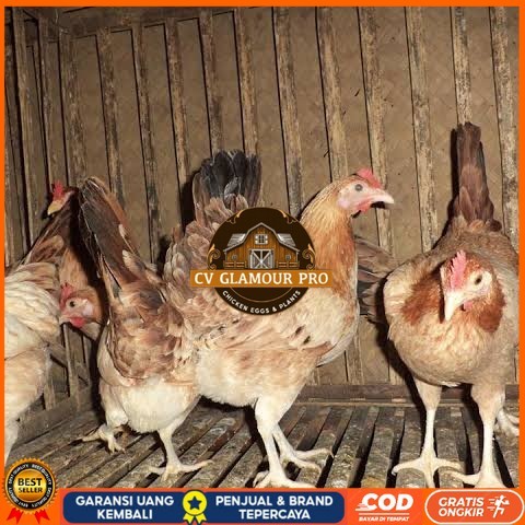 

Telur ayam elba petelur handal siap ditetaskan - telur-ayam-elba CV GLAMOUR PRO