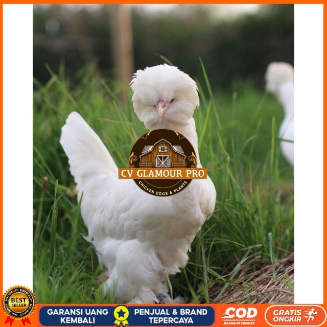 

Telur ayam hias sultan fertil siap ditetaskan Langsung CV GLAMOUR PRO