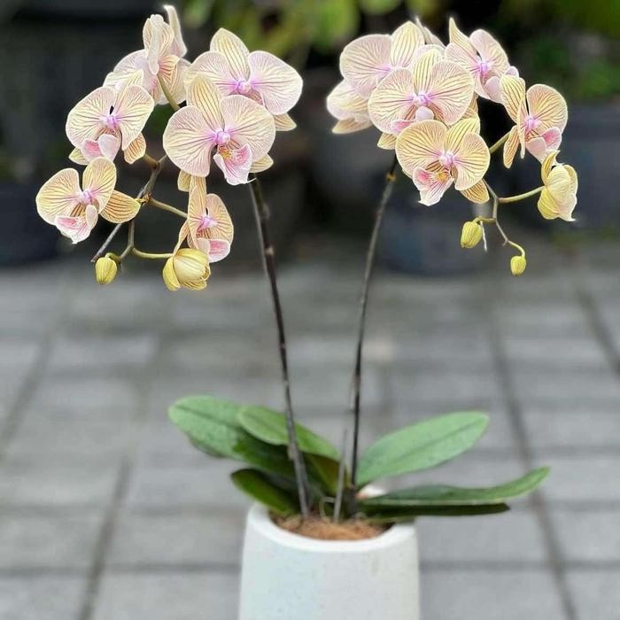 PROMO Bunga Hias Anggrek Bulan Belum Berbunga Tanaman Hias Anggrek