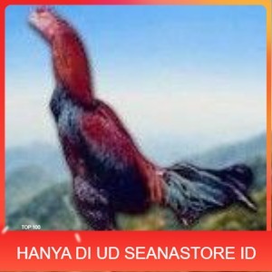 

telur ayam cos shamo asli untuk di tetaskan UD SEANASTORE ID