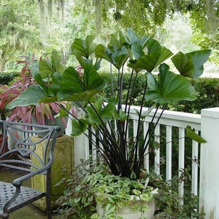 Esculenta Coffee Cup | Colocasia Tea Cup | Tanaman Hias Daun Indoor