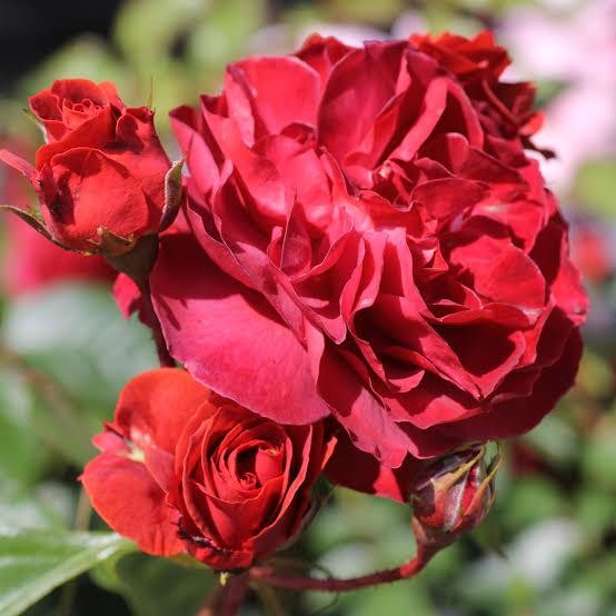 Tanaman Hidup Bunga Mawar Import BROWN VELVET-Mawar merah - dewasa