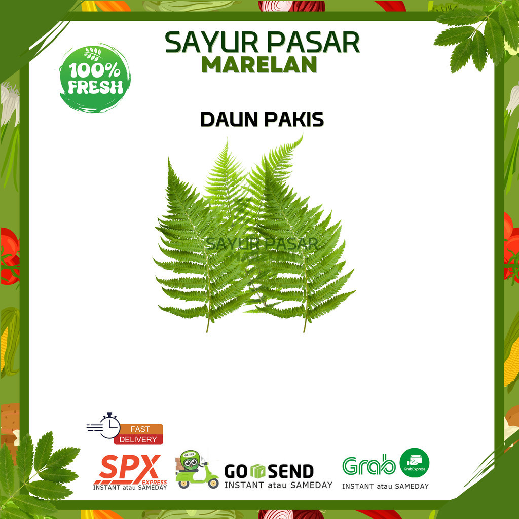 

DAUN PAKIS 1 IKAT