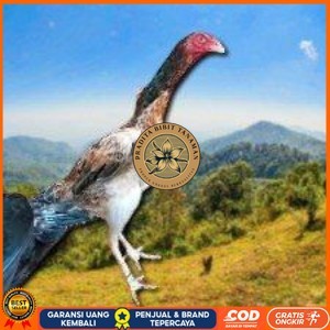 

telir tetas ayam shamo super PRADITA BIBIT TANAMAN