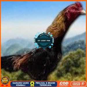

telur ayam Shamo Jpn-eropa(Terlaris) CV LIGHT PRO