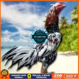 

BANGKOK F1 TELUR FERTIL PROMO BESAR CV LIGHT PRO