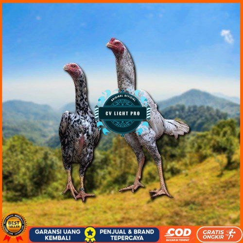 

telur tetas ayam shamo besar CV LIGHT PRO