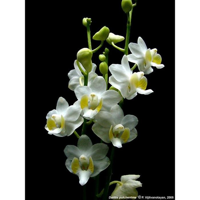 paket anggrek doritis pulcherrima alba remaja siap berbunga