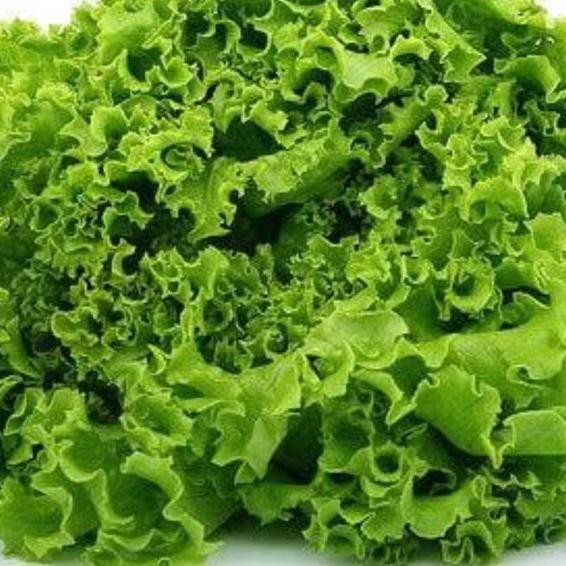 

Selada Keriting 250gr