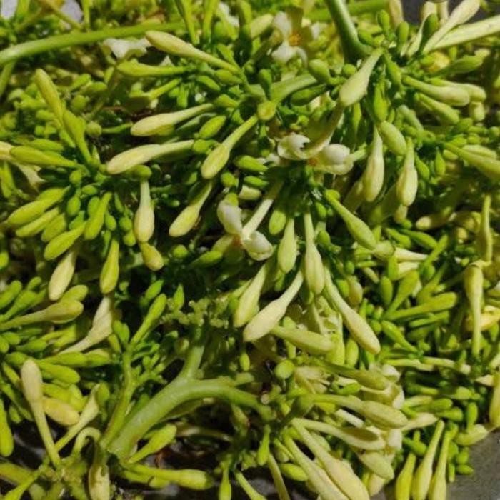 

Kembang Pepaya 100gr